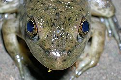 frog parietal eye