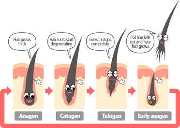 Hair Growth