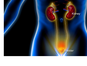 Urinary Tract Infection 1